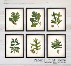 Oak Leaf Botanical Art Prints Leaf