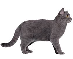 chartreux facts wisdom panel cat breeds