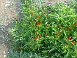 Chilli peppers from Italy gambar png