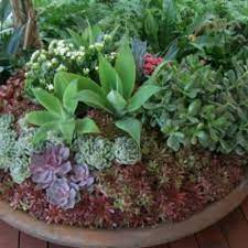 the best potted plants for full sun