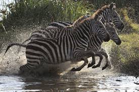 Zebras Leap After Drinking From A Water