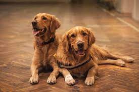 best type of flooring for dogs 2022