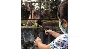 Jadwal buka perpustakaan grhatama pustaka yogyakarta. Berwisata Ke Taman Rusa Mini Zoo Di Kabupaten Siak Pengunjung Bisa Memberi Makan Rusa Dari Dekat Halaman 3 Tribunpekanbaru Travel