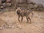 hyaena hyaena