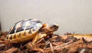 best substrate for leopard tortoise in