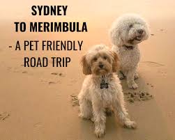 merimbula a pet friendly road trip