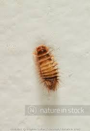 carpet beetle larva wooly bear