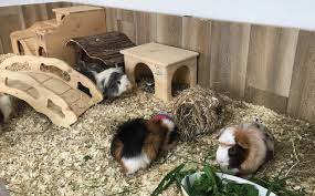 Guinea Pig Housing Indoors Or