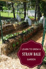 You use the straw bales as both the garden bed and the growing medium. Learn To Grow A Straw Bale Garden Gardening Know How S Blog