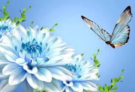 Butterfly Beauty Latest Hd Wallpapers ...