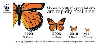8 Practical Ways To Attract More Butterflies