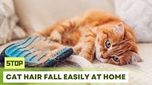 home treatment for cat hair loss super