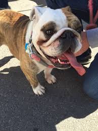 Frenchies are good for apartment life. Oregon Live Pets French Bulldog News At Pets Api Ufc Com