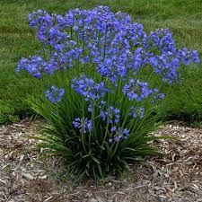 Top 20 Blue Flowers For Your Garden