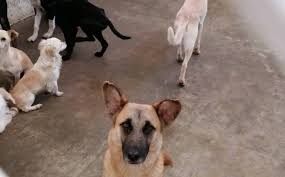 Aumentan casos de envenenamiento de perros en Zacatecas