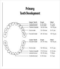 Baby Teething Chart 7 Free Pdf Documents Download Free