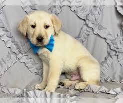 The american kennel club had almost three times as many labrador retriever registrations in 2006. Labrador Retriever Puppies For Sale Near Lancaster Pennsylvania Usa Page 1 10 Per Page Puppyfinder Com