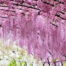 kawachi fujien wisteria garden