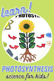 Steps Of Photosynthesis For Kids