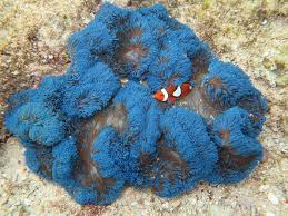 giant carpet anemone