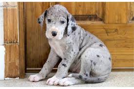 • browse hundreds of puppies for sale from reputable. Great Dane Puppies Lancaster Pa Petsidi