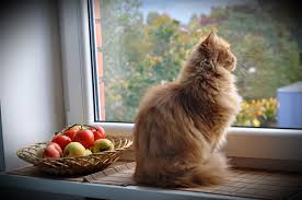 Image result for cats in windows