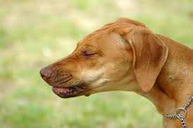 Pimobendan Poisoning In Dogs Symptoms Causes Diagnosis