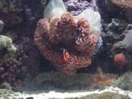 faqs on bulb bubble tip rose anemone