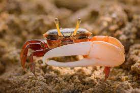 fiddler crab care guide tank habitat