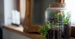A Terrarium In A Jar