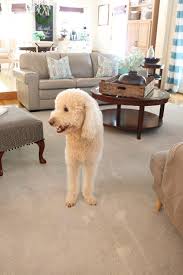 pet friendly carpet makes life easier