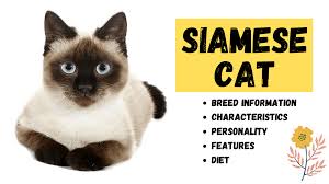 The siamese cat is one of the first distinctly recognized breeds of asian cat. The Siamese Cat Breed Information A Talkative Pet Pets Beast