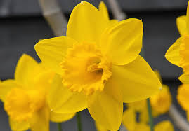 Top 10 Spring Flowering Bulbs