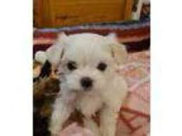 (seattle) hide this posting restore restore this posting. Puppyfinder Com Maltese Puppies Puppies For Sale Near Me In Seattle Washington Usa Page 1 Displays 10