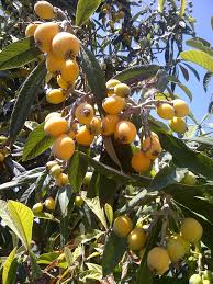Each of the flower produces a fruit, but these all mature into a single mass to form the composite fruit. Loquat Wikipedia