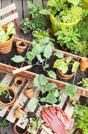 vegetable gardening for beginners how