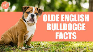 olde english bulldogge dog breed 9