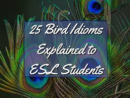 25 bird idioms explained to esl