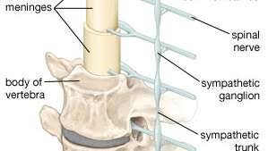 Diagram of a human spine in. Vertebra Anatomy Britannica