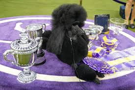 The 143rd westminster kennel club dog show is well underway. Standard Poodle Siba Wins Best In Show At Westminster Dog Show Reuters Com