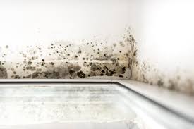 2022 mold removal cost mold