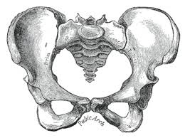 Vascular smooth muscle of the pelvic viscera, especially the rectum; Figure Female Pelvis Contributed By Gray S Anatomy Plates Statpearls Ncbi Bookshelf
