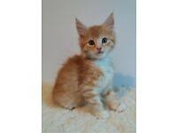 See more of free kittens to good home on facebook. Ginger Cat Cats Kittens For Sale Gumtree