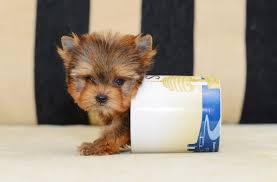 teacup yorkie facts size