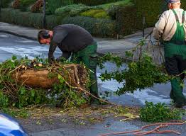 It is also essential for you to understand and look for trees that grow well in your area. Brush Removal Services In Nm Albuquerque Junk Removal Hauling