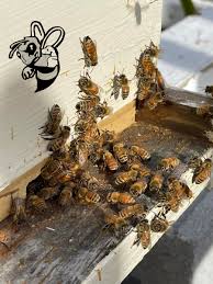 bee removal boca raton free bee
