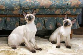 That's a lot of information! Siamese Cat Breed Information