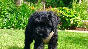 Playful papa is a purebred standard poodle and is as smart as a whip. Schnoodle Puppies For Sale Feathers And Fleece Farm
