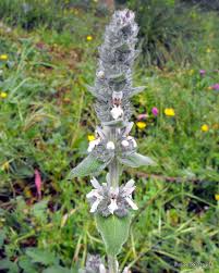 Photo - Downy Woundwort - Stachys germanica - Observation.org