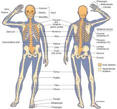 Label the bones on the skeleton. Skeletal System Carlson Stock Art